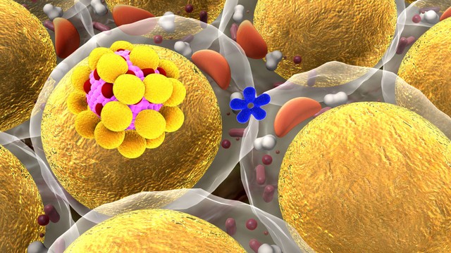 Chỉ số mỡ nội tạng chuẩn là bao nhiêu? Cách đo và giảm hiệu quả tại nhà