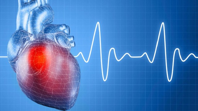 Chu kỳ hoạt động của tim là gì? Các giai đoạn và ý nghĩa trong duy trì sự sống