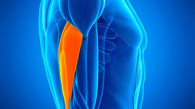 Cơ tam đầu cánh tay là gì? Một số bài tập cải thiện cơ tam đầu