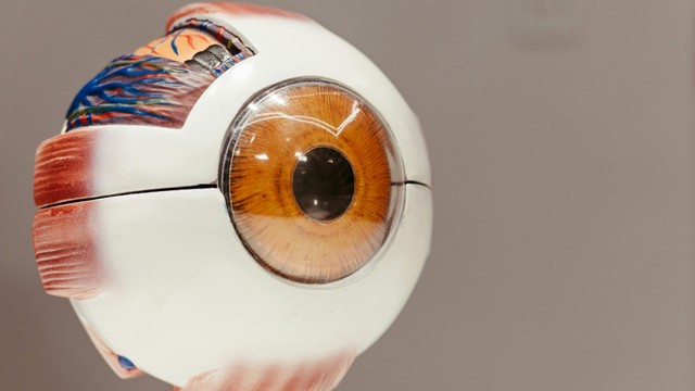 Con ngươi là gì? Vai trò của con ngươi trong thị giác