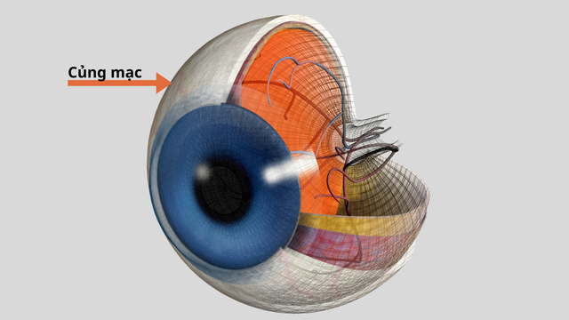 Củng mạc là gì? Cấu tạo và chức năng của củng mạc