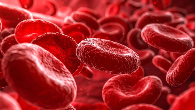 Đa hồng cầu sống được bao lâu? Tiên lượng và yếu tố ảnh hưởng cần biết