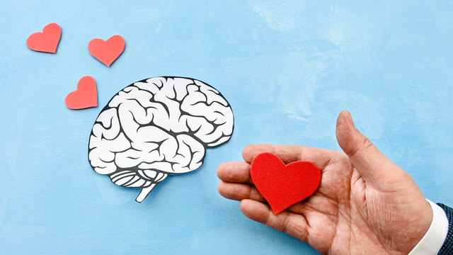 Đại não là gì? Cấu tạo và chức năng đối với sức khỏe con người