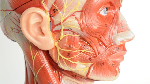 Dây thần kinh số 11: Giải phẫu, chức năng và các vấn đề thường gặp