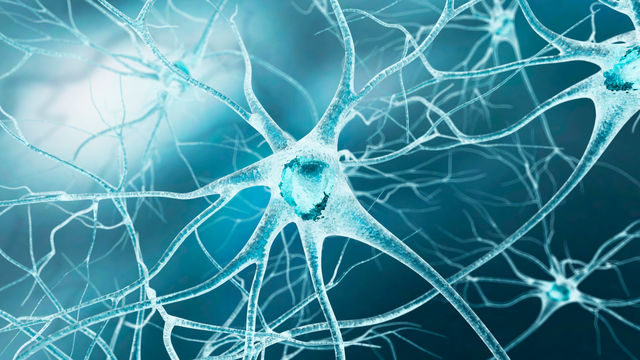 Dây thần kinh số 4: Giải phẫu và chức năng trong cơ thể