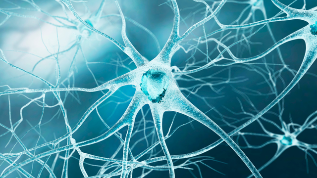 Dây thần kinh số 9: Vị trí giải phẫu và chức năng trong cơ thể