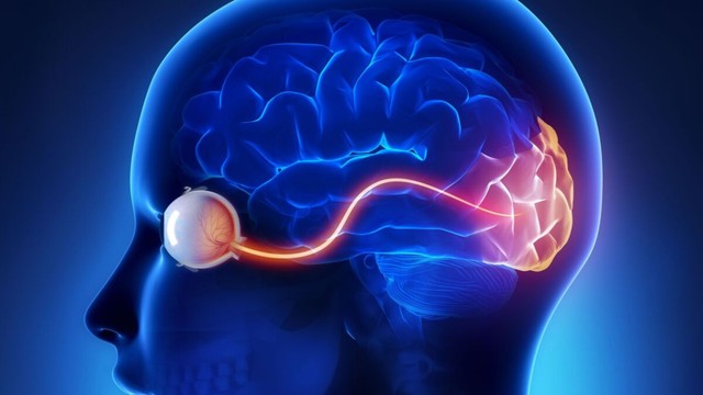 Dây thần kinh thị giác là gì? Cấu tạo, vị trí và một số bệnh lý thường gặp
