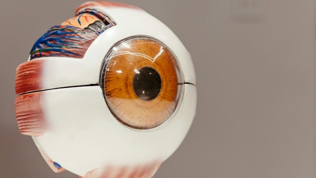 Dịch kính là gì? Vai trò của dịch kính trong mắt