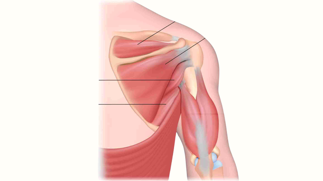 Gân cơ trên gai là gì? Các bệnh lý thường gặp ở gân cơ trên vai