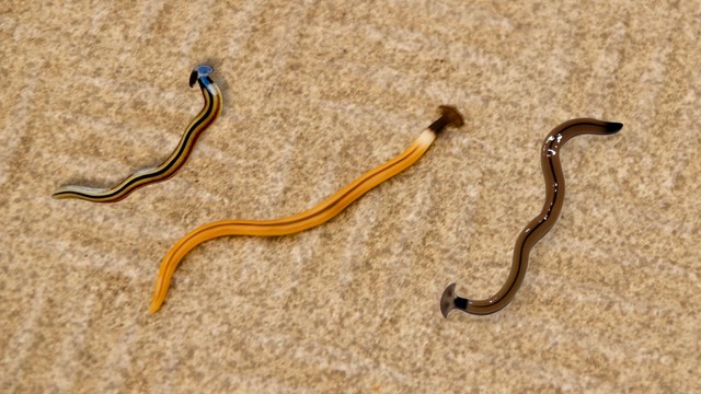 Giun đầu búa có độc không? Những ảnh hưởng tiềm ẩn đối với con người