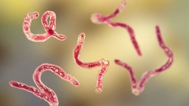 Giun dẹp là gì? Đặc điểm, triệu chứng nhiễm và cách phòng ngừa hiệu quả