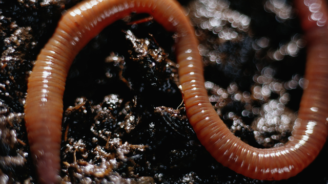 Giun đỏ có đặc điểm gì? Cách xử lý giun đỏ