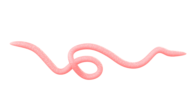 Giun đũa người Ascaris lumbricoides là gì? Dấu hiệu nhiễm giun đũa