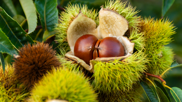 Hạt dẻ có tác dụng gì? Thành phần dinh dưỡng và lợi ích cho sức khỏe