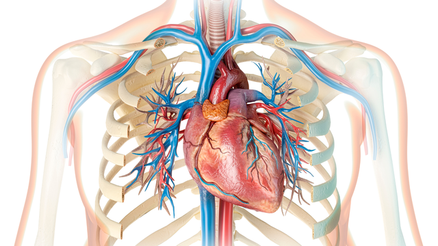 Hở van tim có nguy hiểm không? Cách nhận biết và chăm sóc đúng cách