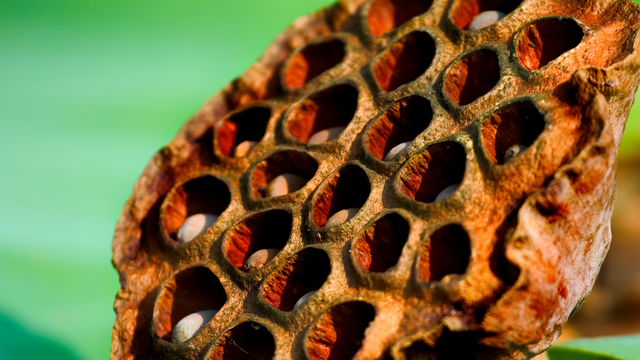 Hội chứng sợ lỗ: Nguyên nhân, biểu hiện và cách kiểm soát