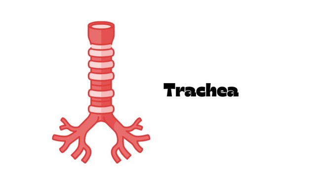Khí quản: Cấu tạo, chức năng và vai trò trong hô hấp