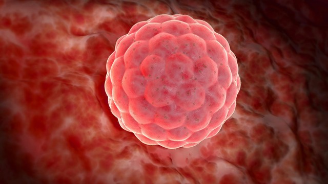 Khi thai chưa vào tử cung nên làm gì để tránh biến chứng sớm