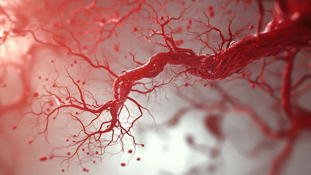 Mao mạch là gì? Cấu tạo, chức năng và bệnh lý cần biết