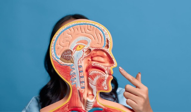 Mũi là gì? Cấu tạo mũi và chức năng quan trọng đối với con người