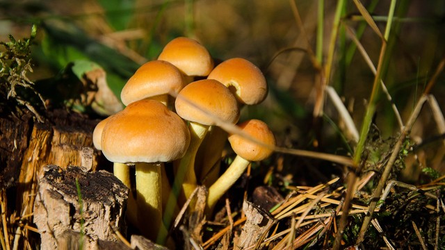 Ngộ độc nấm: Dấu hiệu nhận biết và cách xử lý kịp thời