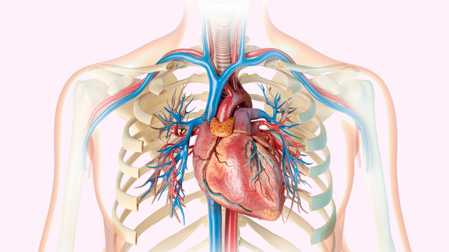 Người bị hở van tim sống được bao lâu? Cách kéo dài tuổi thọ cho người hở van tim