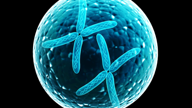 Nhiễm sắc thể tương đồng là gì? Cấu tạo, đặc điểm và chức năng