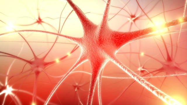 Dây thần kinh số 12 là gì? Cấu tạo, chức năng và bệnh lý thường gặp