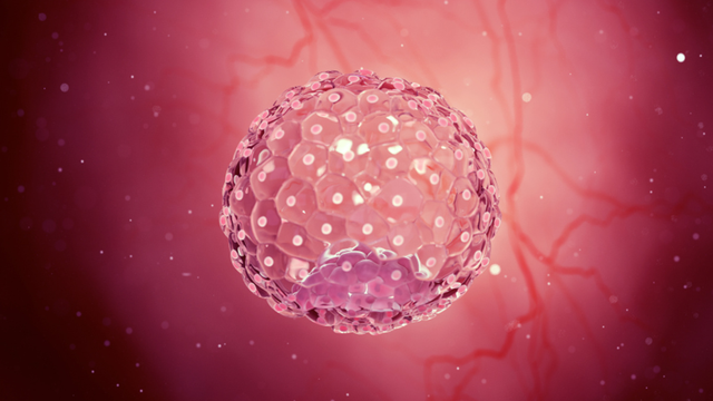 Phôi ngày 5 loại 1 là gì? Ý nghĩa và khả năng thành công trong IVF