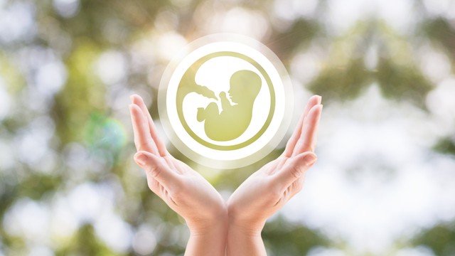 Phôi thai là gì? Quá trình phát triển của phôi thai trong bụng mẹ