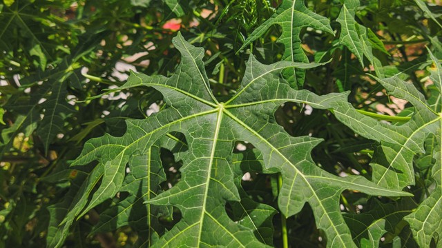 Rau bina chaya có tác dụng gì? Lợi ích và cách dùng an toàn