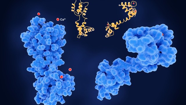 Rối loạn chuyển hóa calci là gì? Dấu hiệu, nguyên nhân và cách phòng ngừa