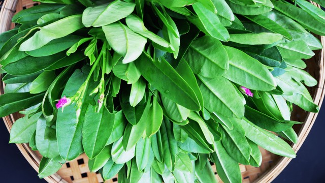 Sâm đất ăn sống được không? Giá trị dinh dưỡng của sâm đất khi sử dụng tươi