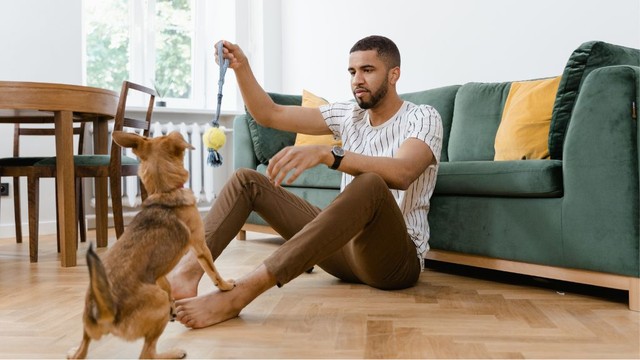 Sán chó có lây không? Nhiễm sán chó nguy hiểm như thế nào?