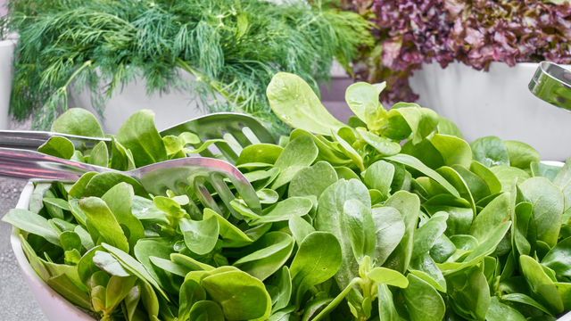 Bầu ăn cải xanh được không? Có tốt cho mẹ và bé không? 