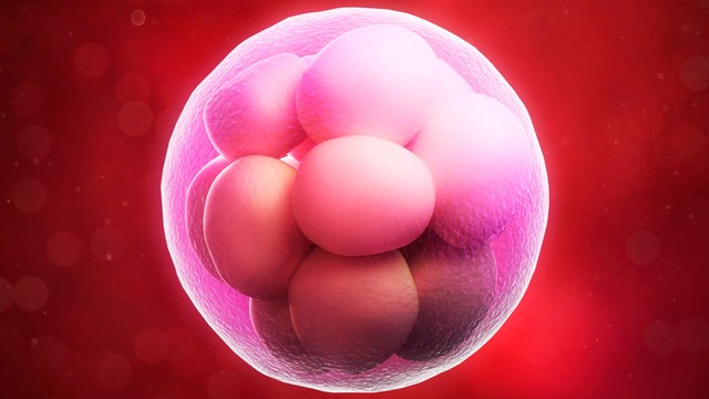 Sau khi chọc hút trứng bao lâu thì chuyển phôi để tăng cơ hội đậu thai?