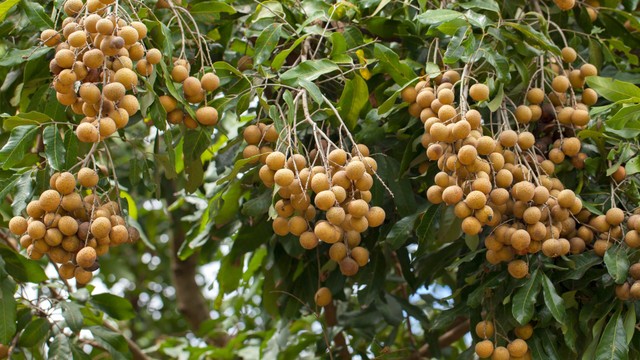 Sau sinh ăn nhãn được không? Giải đáp chính xác và lưu ý quan trọng cho mẹ bỉm