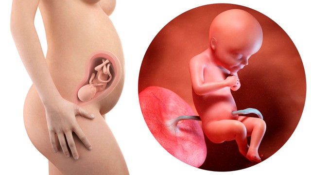 Suy dinh dưỡng bào thai là gì? Nguyên nhân và dấu hiệu nhận biết