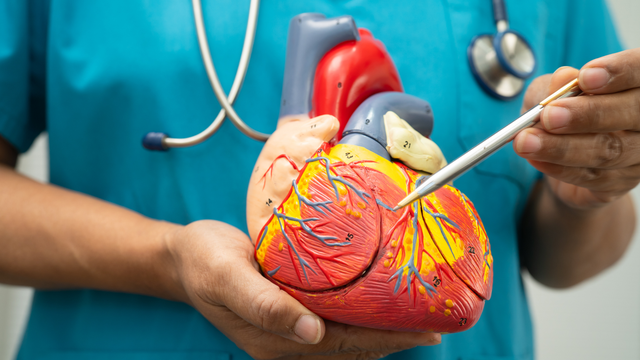 Tăng gánh thất trái là gì? Nguyên nhân và cách phòng ngừa hiệu quả