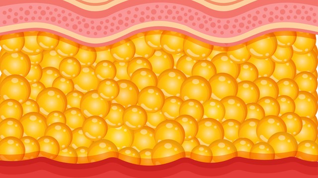 Tế bào mỡ là gì? Vai trò và ảnh hưởng đối với sức khỏe