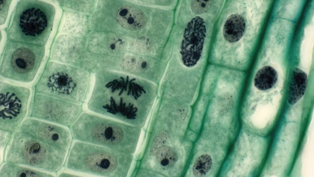 Tế bào sinh dưỡng là gì và vai trò trong khoa học sự sống?