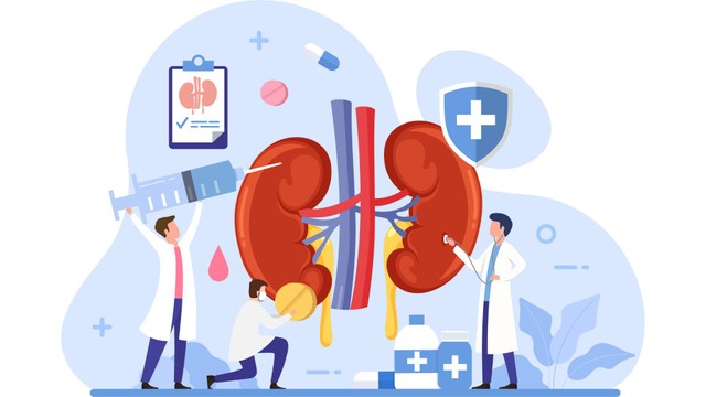 Thận nằm ở đâu? Tìm hiểu vị trí và vai trò quan trọng của thận trong cơ thể