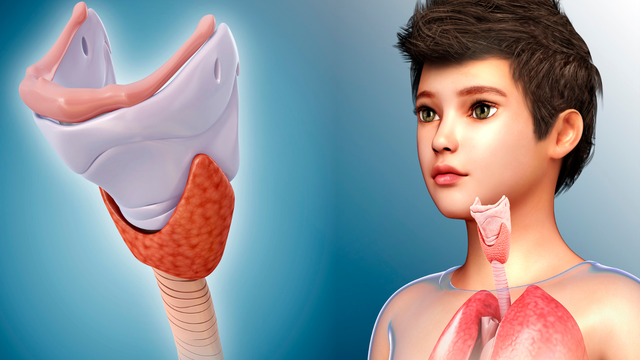 Thanh quản​: Giải phẫu cấu trúc và chức năng