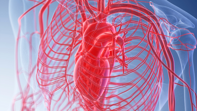 Vòng tuần hoàn của tim là gì và tầm quan trọng đối với sức khỏe?