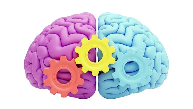 Tìm hiểu về bán cầu não trái và bán cầu não phải 