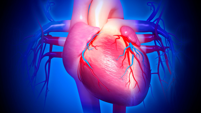 Tĩnh mạch dưới đòn: Vị trí, chức năng, bệnh thường gặp và cách xử trí