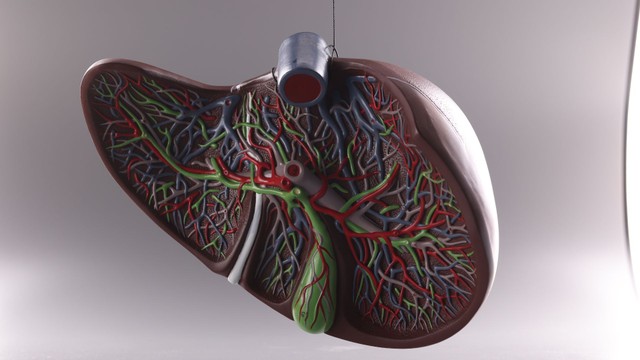 Tĩnh mạch gan là gì? Giải phẫu, chức năng và ý nghĩa lâm sàng