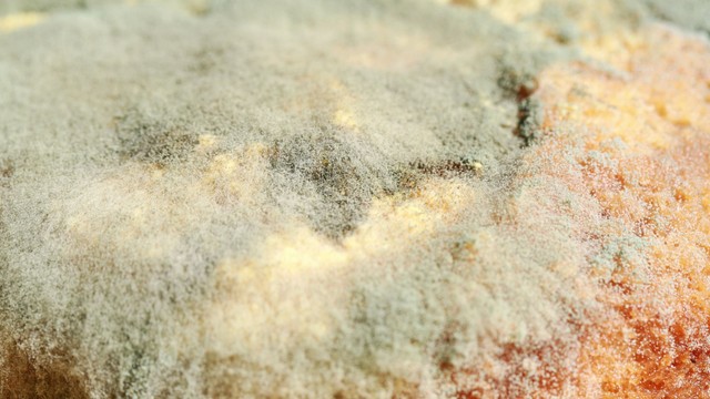 Trẻ ăn bánh bị mốc có sao không? Cách xử lý tại nhà