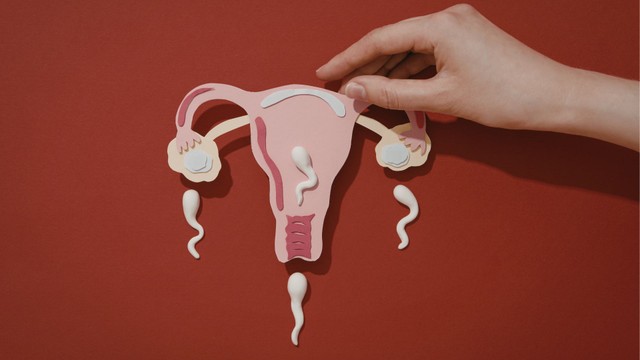 Trứng 14mm thụ thai được không? Thông tin hữu ích cho phụ nữ mong con