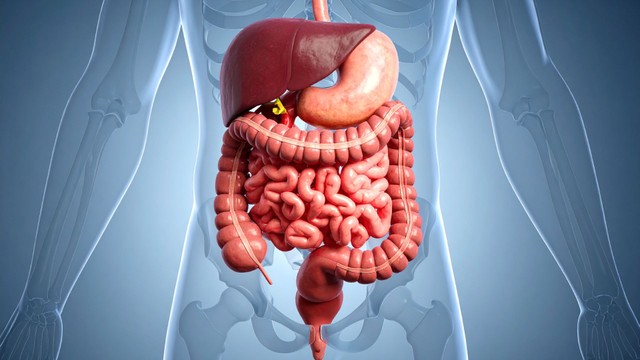 Tuyến tiêu hóa là gì? Cấu tạo và vai trò của tuyến tiêu hóa trong quá trình hấp thu dinh dưỡng